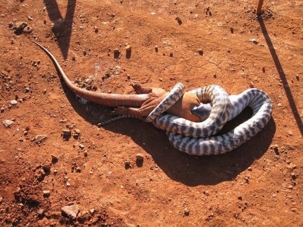 05-Snakes-eating-a-lizard