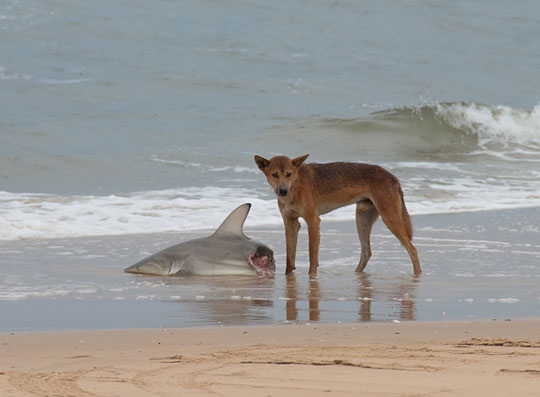08-Just-a-dingo-eating-a-shark