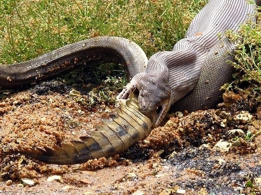 13-Snake-EATING-a-crocodile