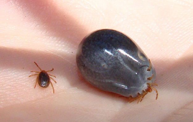 15-Paralysis-ticks-before-and-after-feeding