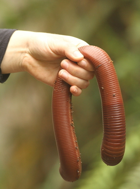 19-Giant-Earthworms