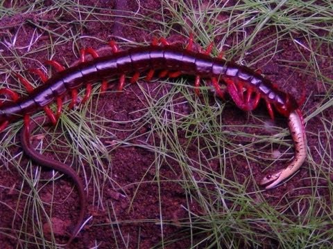 22-Poisonous-centipedes-that-eat-snakes