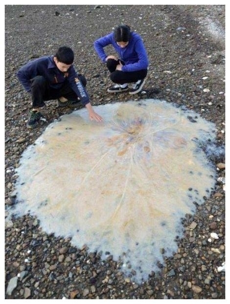 23-Giant-jellyfish