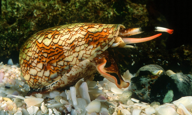 27-Predatory-marble-cone-snail-stings-can-cause-respiratory-muscle-paralysis-leading-to-death